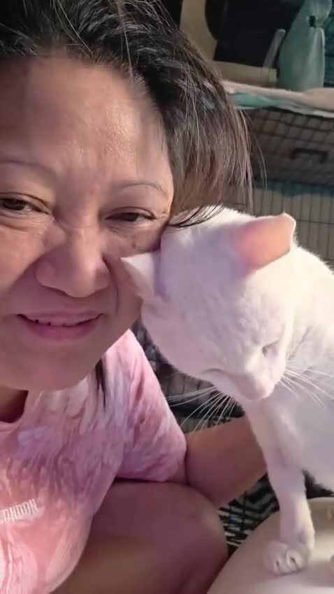 Mixed Breed cats for adoption: HELP ! I AM FIV= I AM GREAT NO ONE WANTS 2ADOPT ME - Video 1