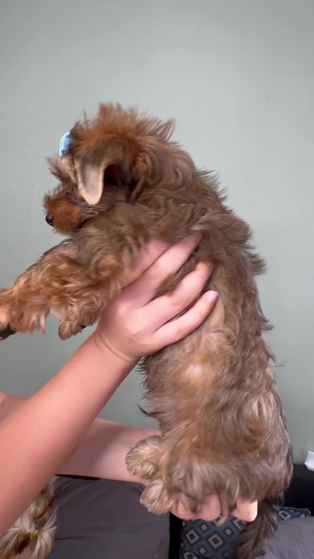 Yorkshire Terrier dogs for sale: 5 ⭐️ Pedigree Unique Puppies for Sale - Video 4