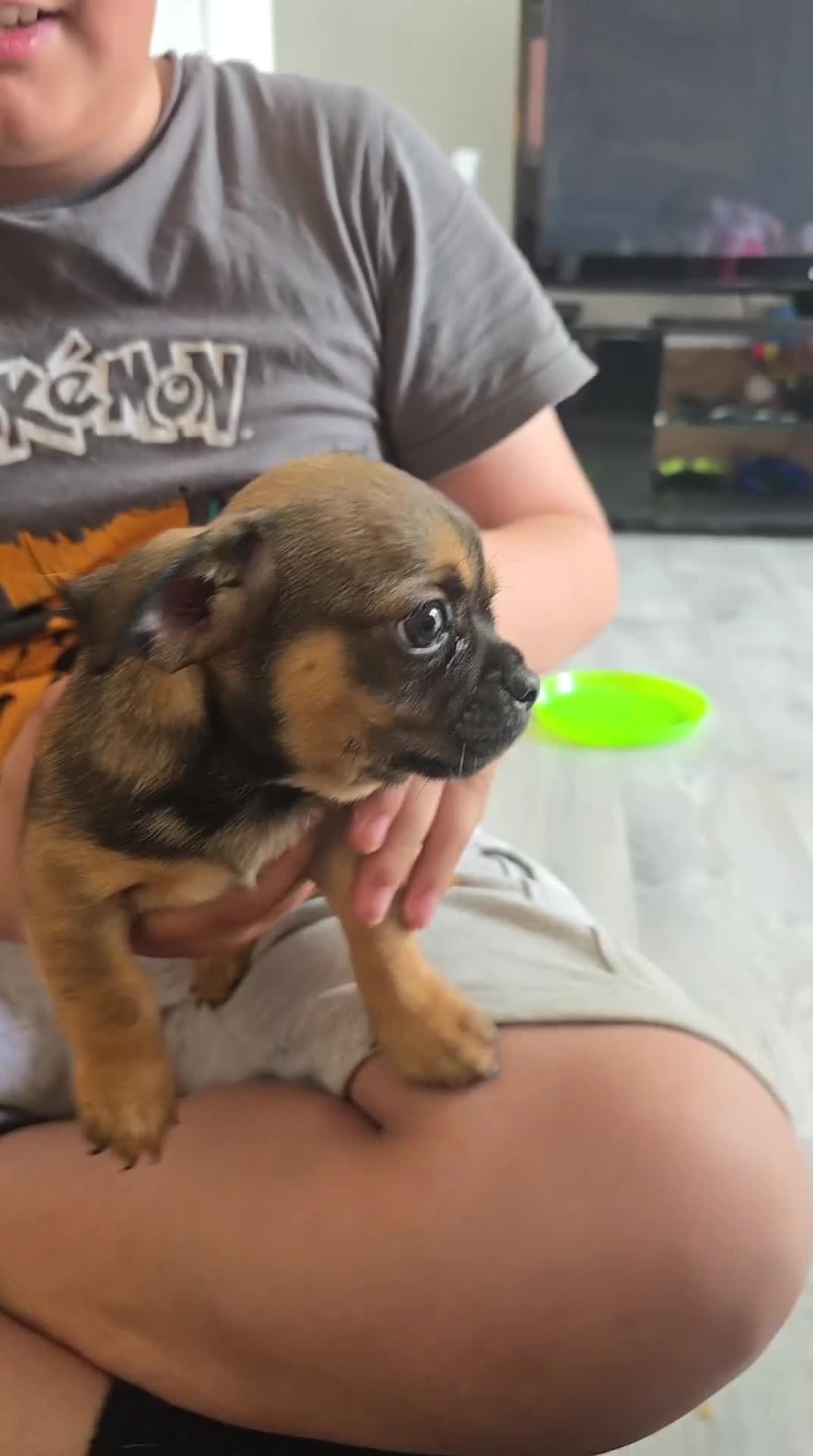 Chug dogs for sale: 2 male puppies... - Video 2