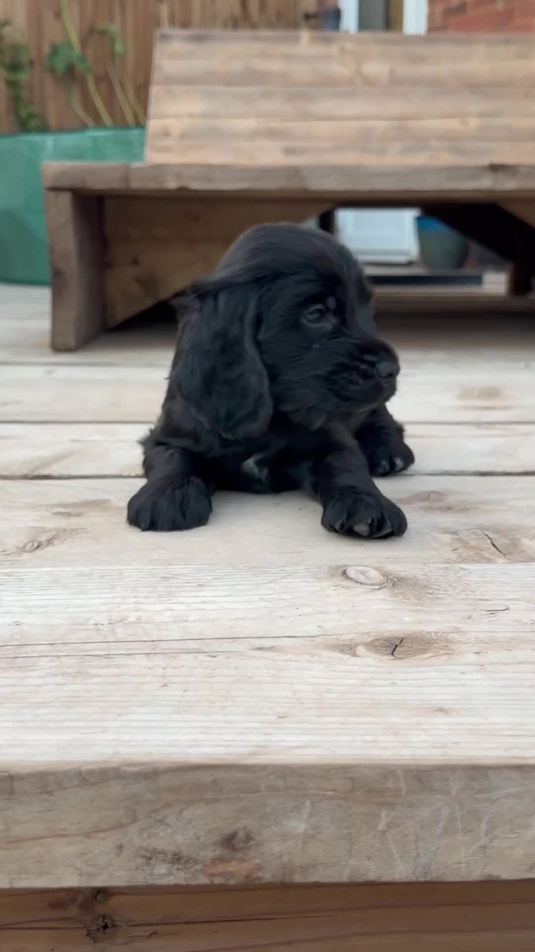 Cocker Spaniel dogs for sale: Outstanding KC Show cocker spaniel puppies - Video 2