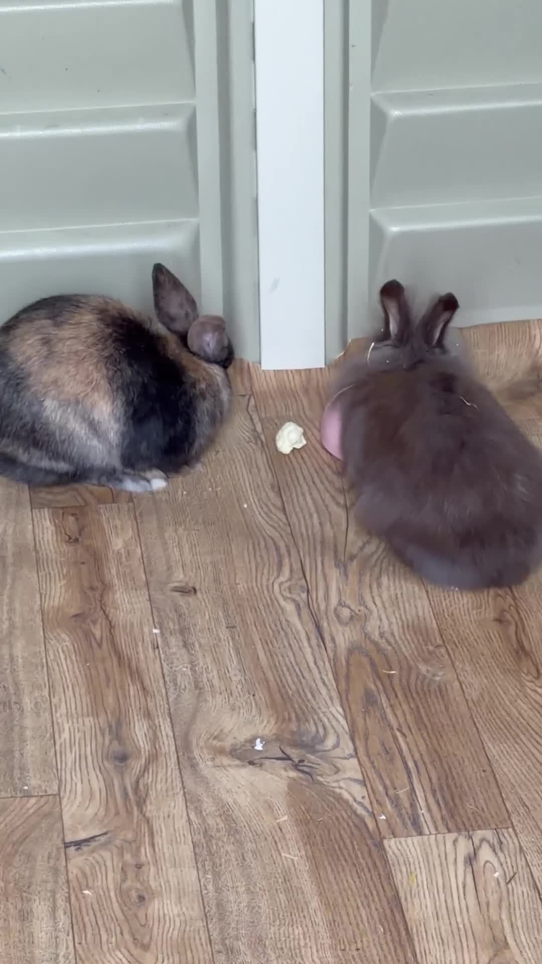 Mixed Breed rabbits for sale: Beautifull minni lop and lion head pair  in York - Video 1