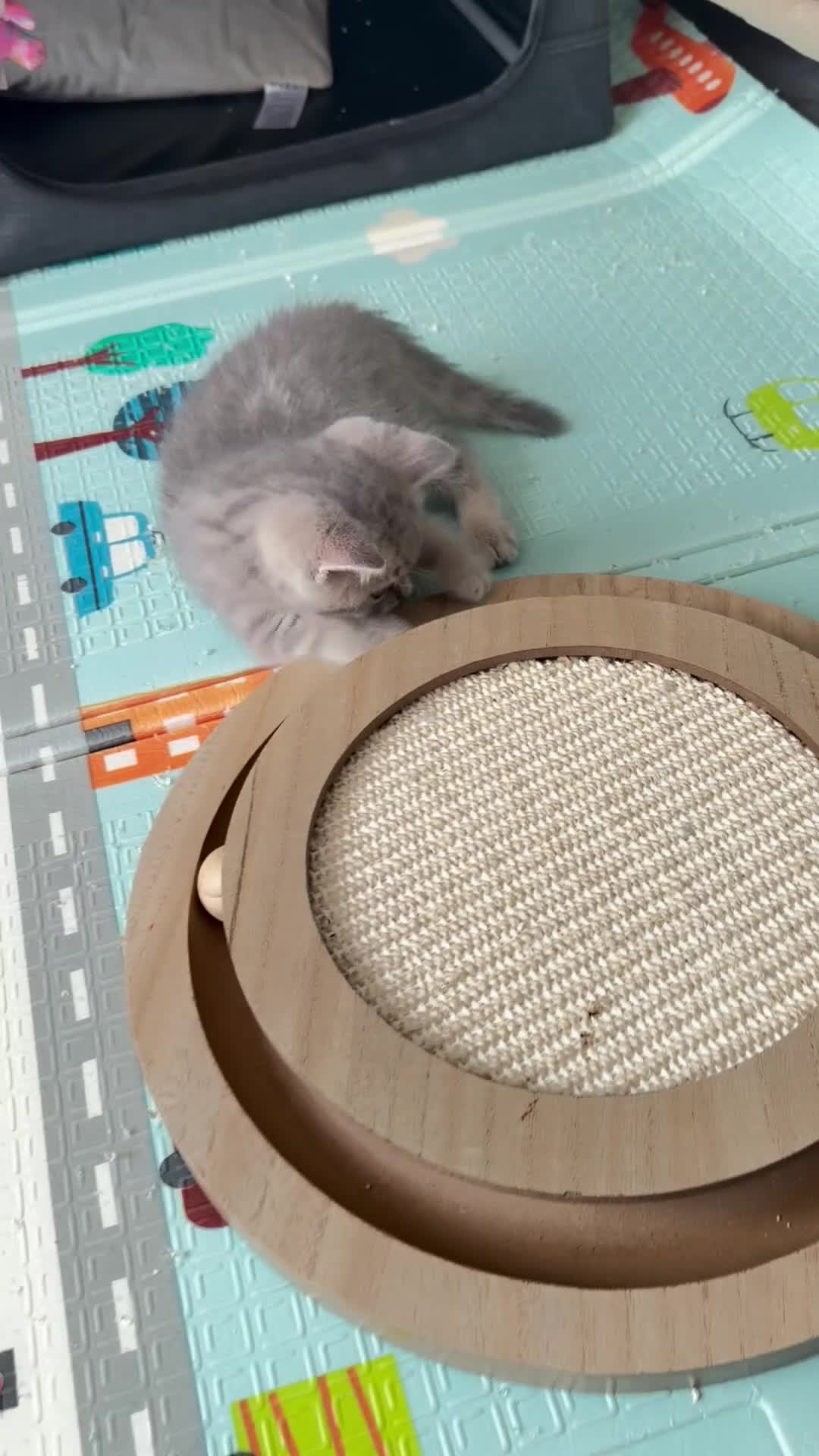 Scottish Fold cats for sale: Full Pedigree Beautiful Scottish Fold Kittens tica - Video 1