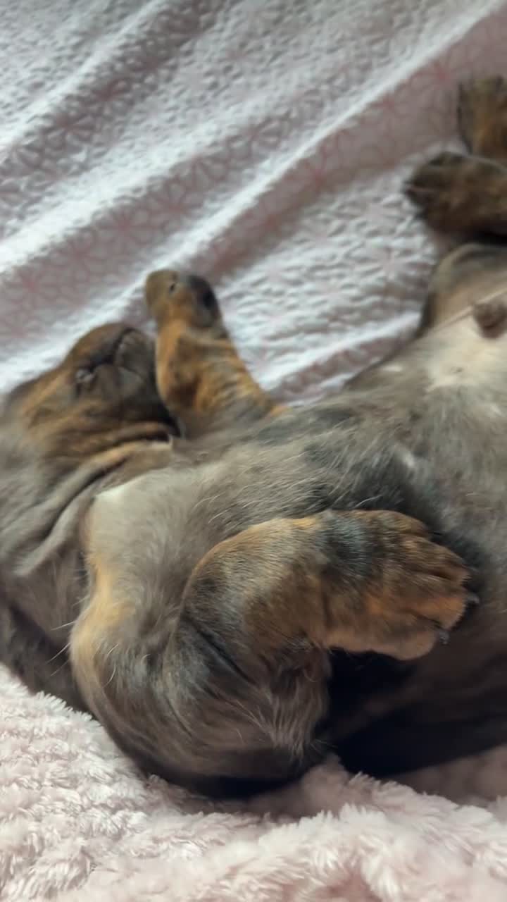 Mixed Breed dogs for sale: Beautiful Doxle puppies🩵💗🐾 - Video 2