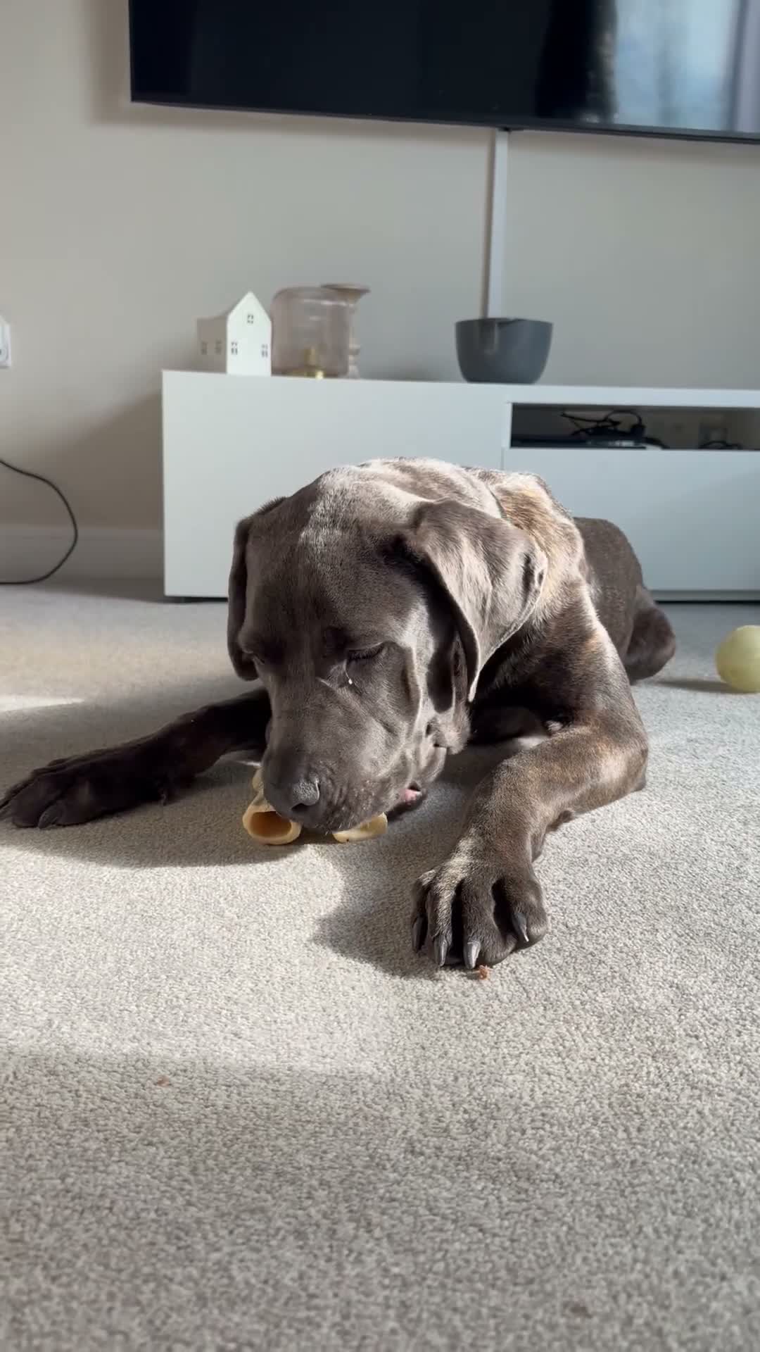 Cane Corso dogs for sale: Cello 10 month old cane corso 🐾 - Video 1