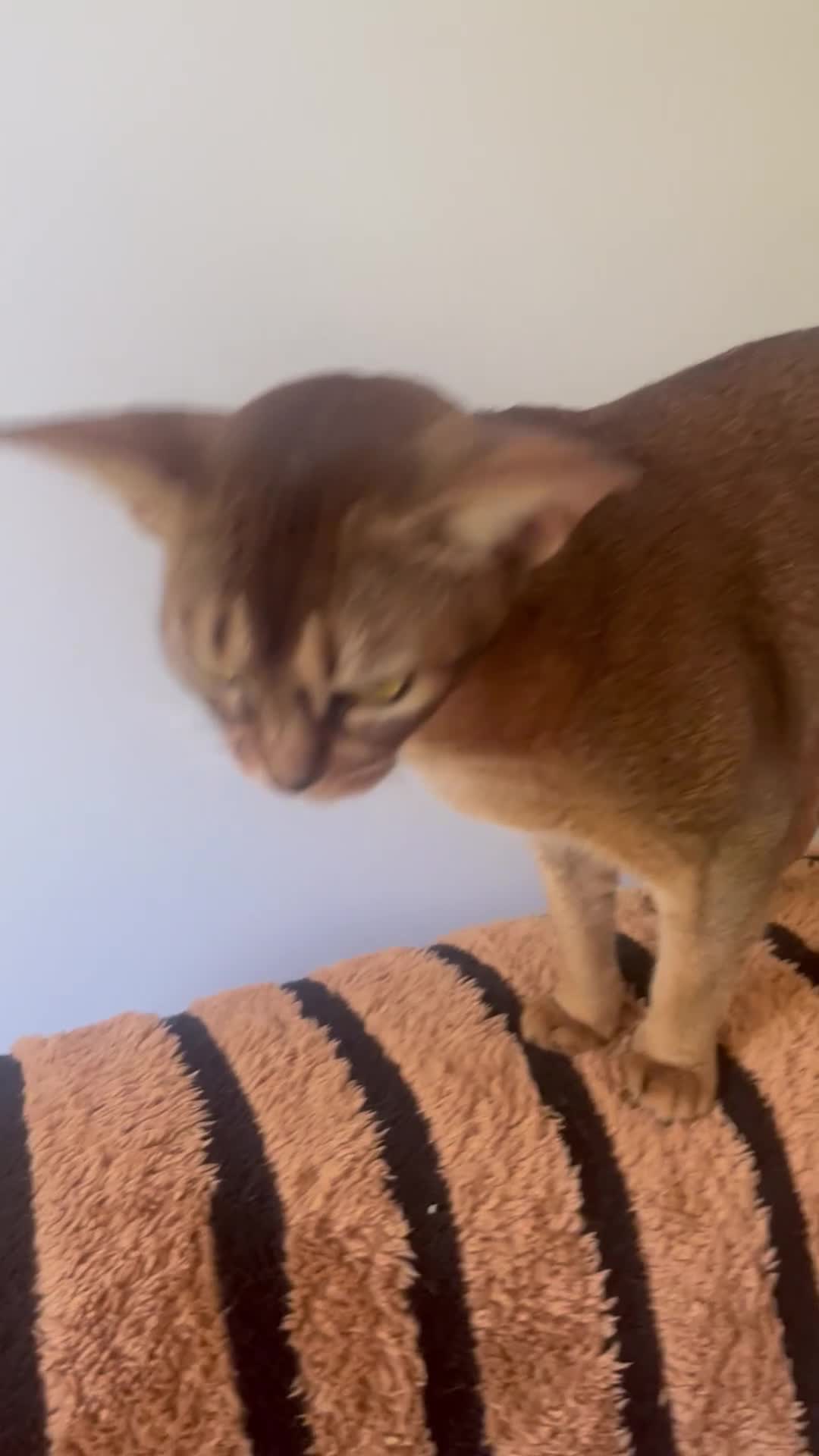 Abyssinian cats for sale: Sweet Sonia - Video 1
