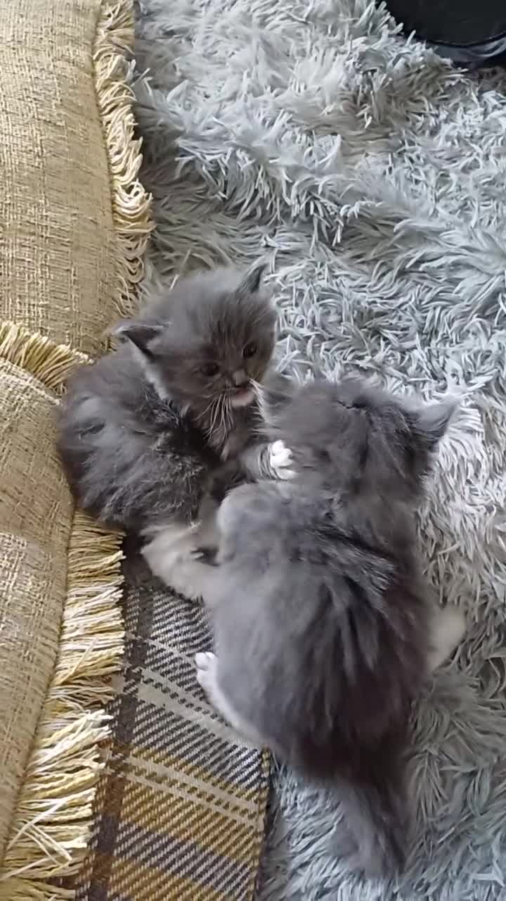 Mixed Breed cats for sale: 4 persian ragdolls ( one grey reserved).  - Video 1