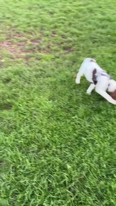 English Springer Spaniel dogs for sale: 6 month old springer spaniel  - Video 1