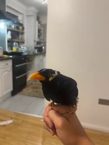 Mixed Breed birds for sale: Mayna  - Video 1