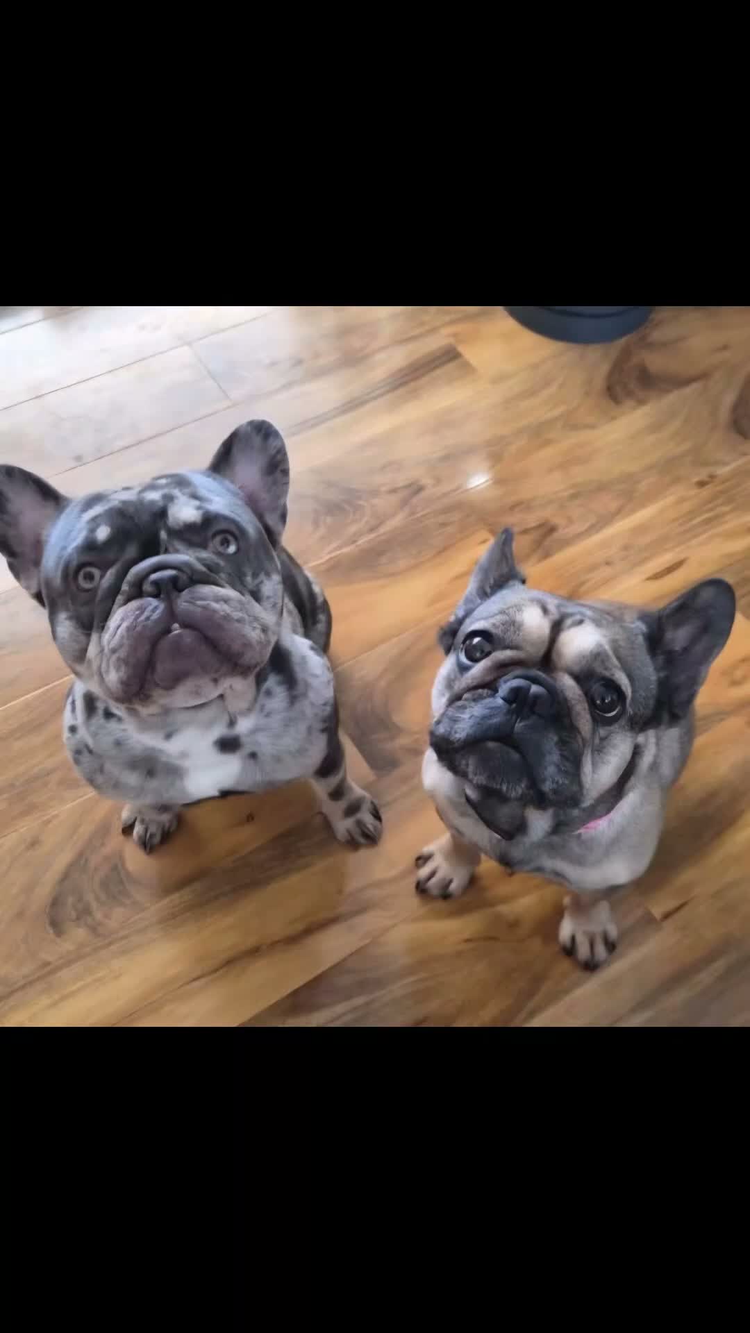 French Bulldog dogs for sale: 6 stunning french bulldog puppies - Video 1