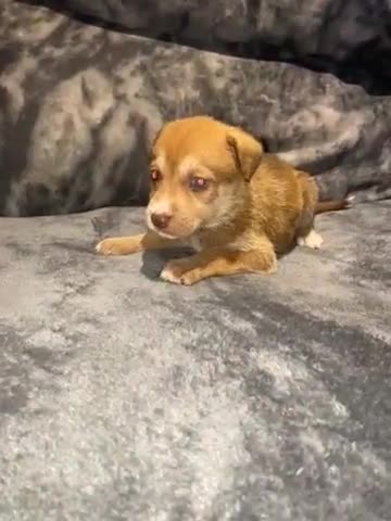 Mixed Breed dogs for sale: 8 beautiful staff cross shepsky pups  - Video 2