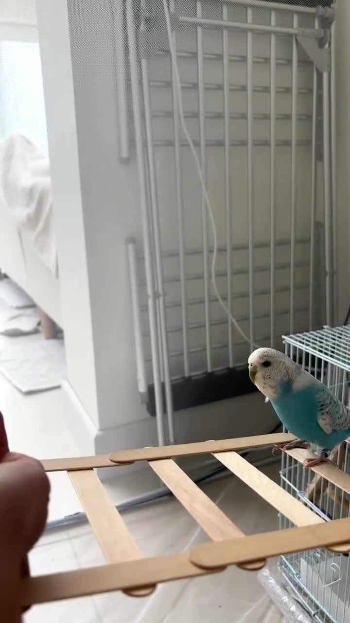 Budgerigars birds for sale: 2 mixed breed budgies to rehome in Bedford - Video 1