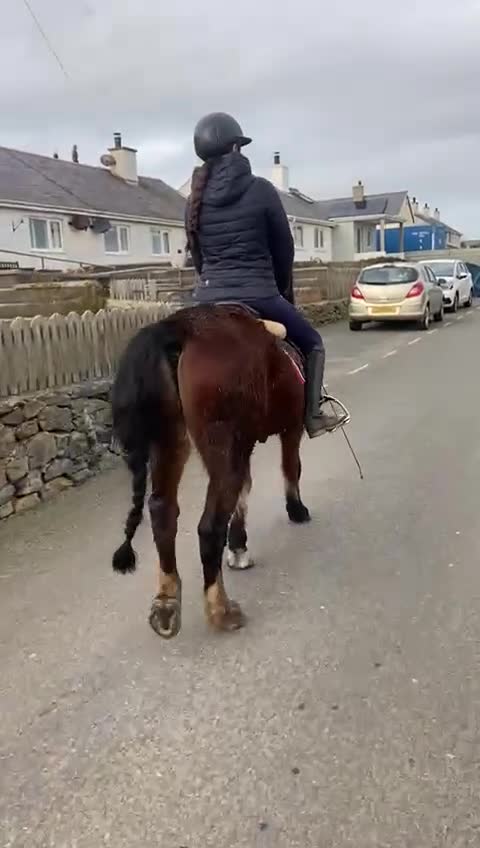 Welsh Section C horses for sale: 5 year old gelding looking for a new home - Video 4