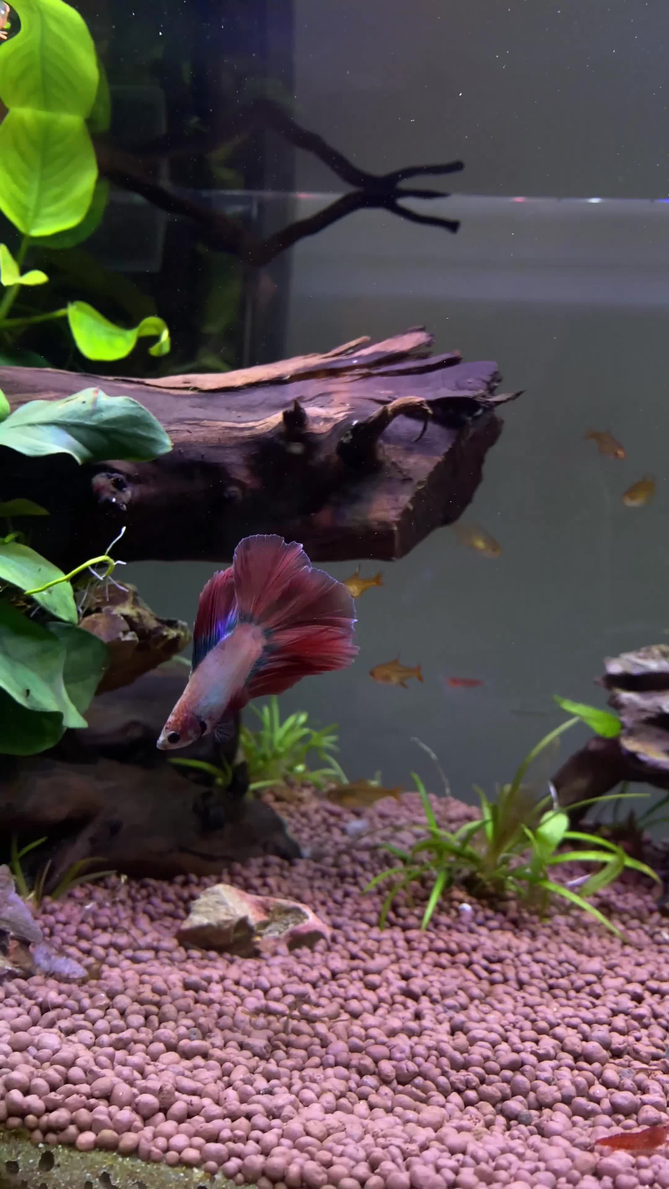 Bettas fish for sale: Beautiful male Betta  - Video 2