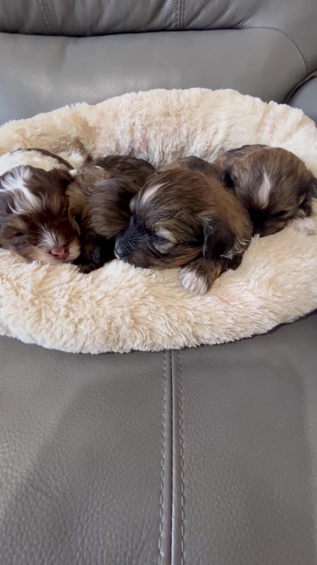 Havanese dogs for sale: Full Breed Havanese - Video 1