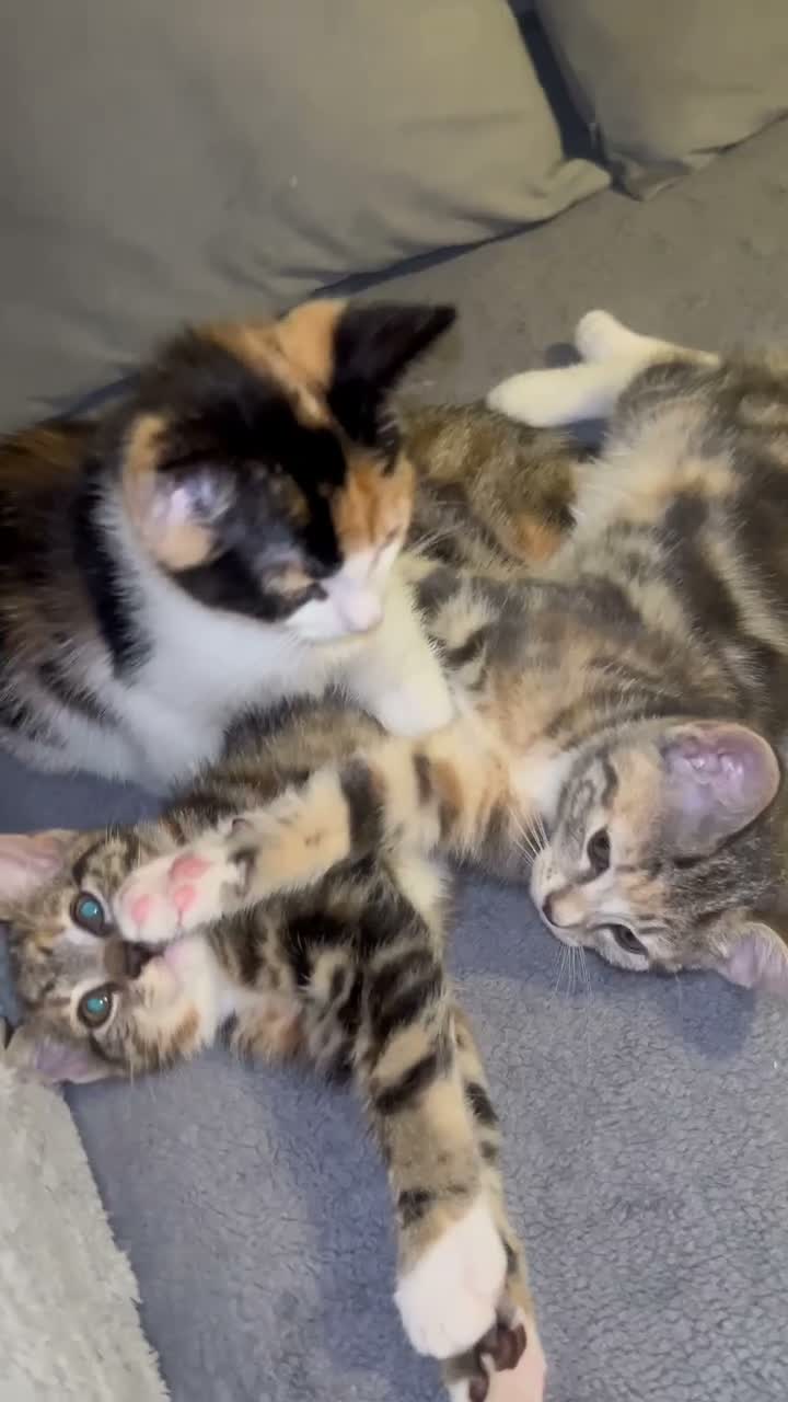 Mixed Breed cats for sale: 3 Gorgeous Female Kittens Ready Now  🐾  - Video 1