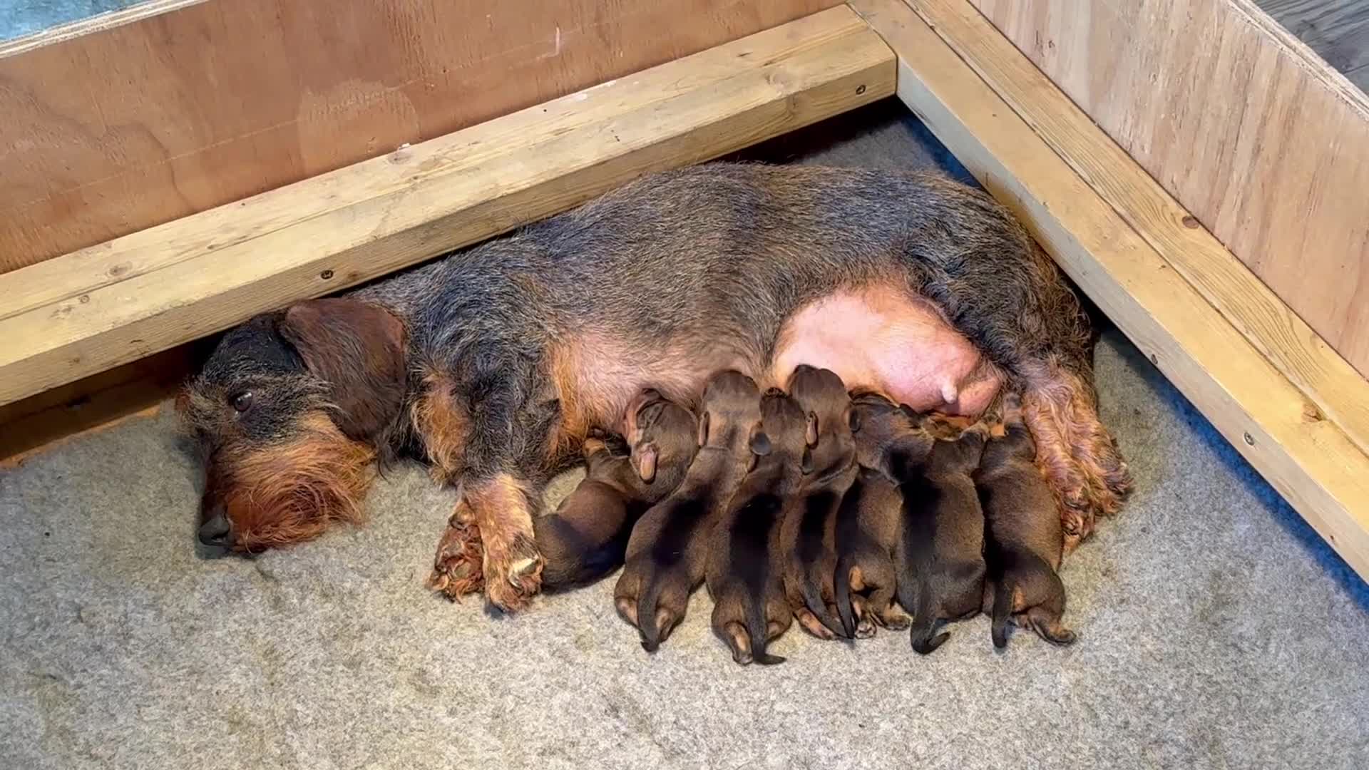 Dachshund dogs for sale: Working bred KC registered teckel puppies - Video 1