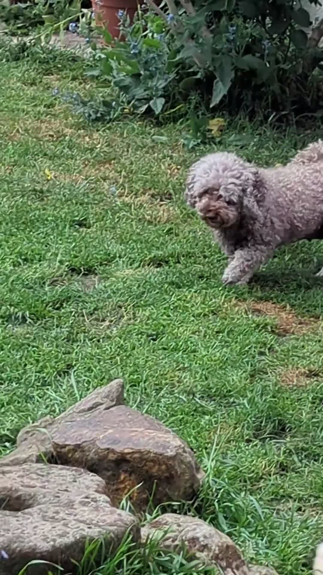 Cockapoo dogs for sale: 5 ⭐ DNA tested F1 cockapoos - Video 4