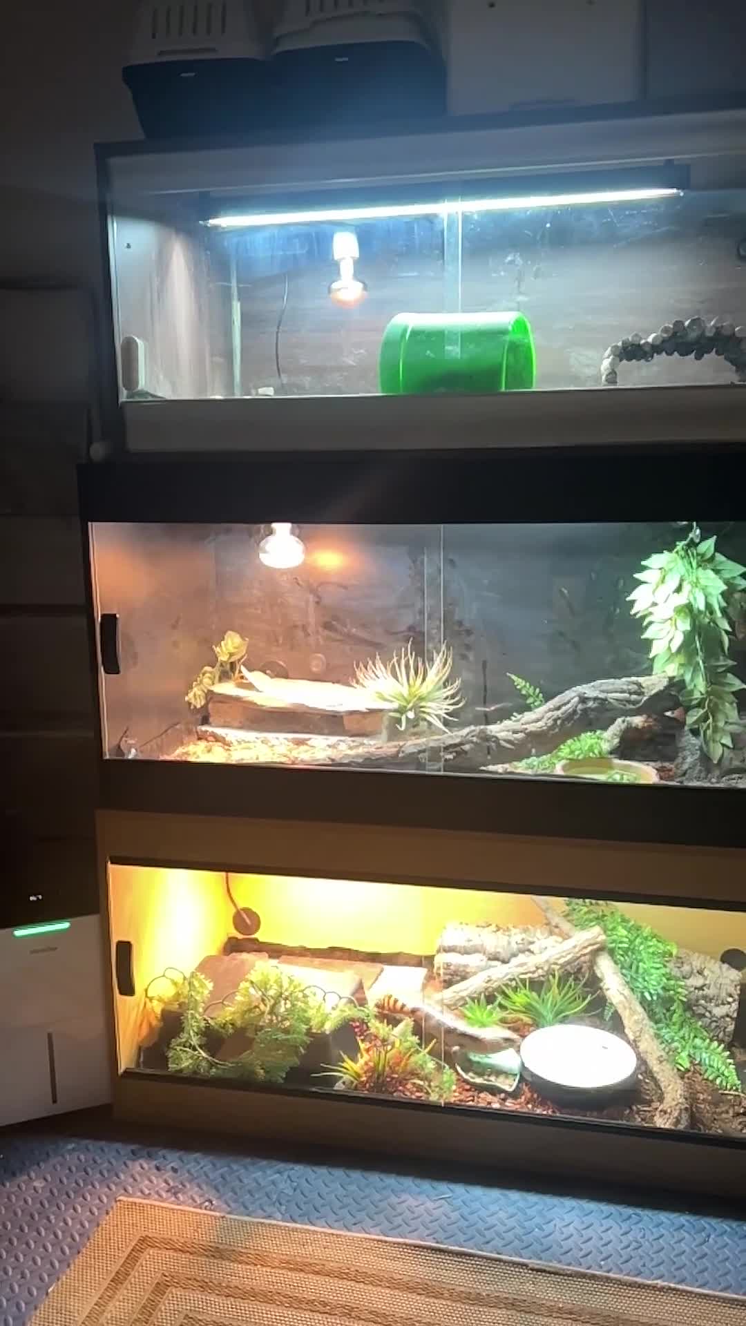 Python Snake reptiles for sale: Pastel Enchi Royal Python with 4 foot setup - Video 1