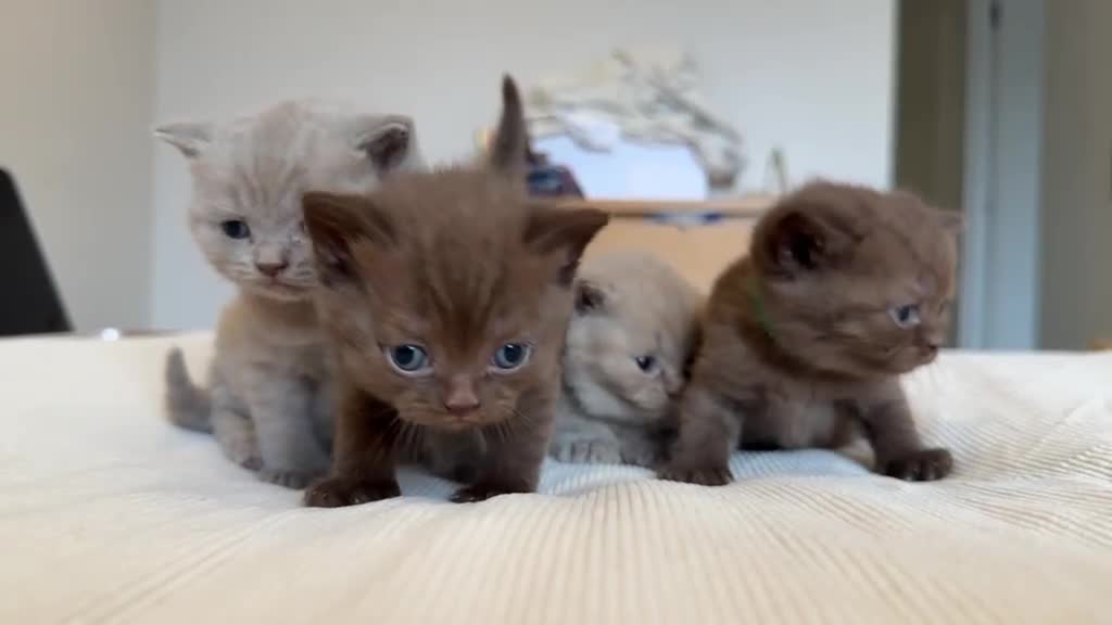 British Shorthair cats for sale: British Shorthair Kittens - Video 1