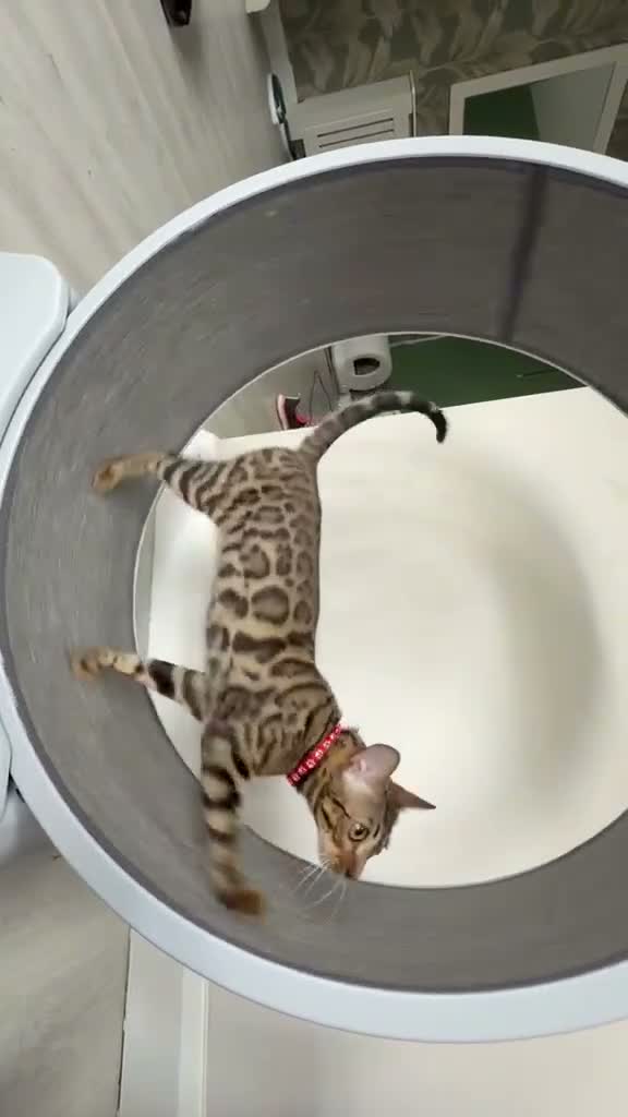 Bengal cats for sale: Young TICA Bengal boys seeking their families - Video 4