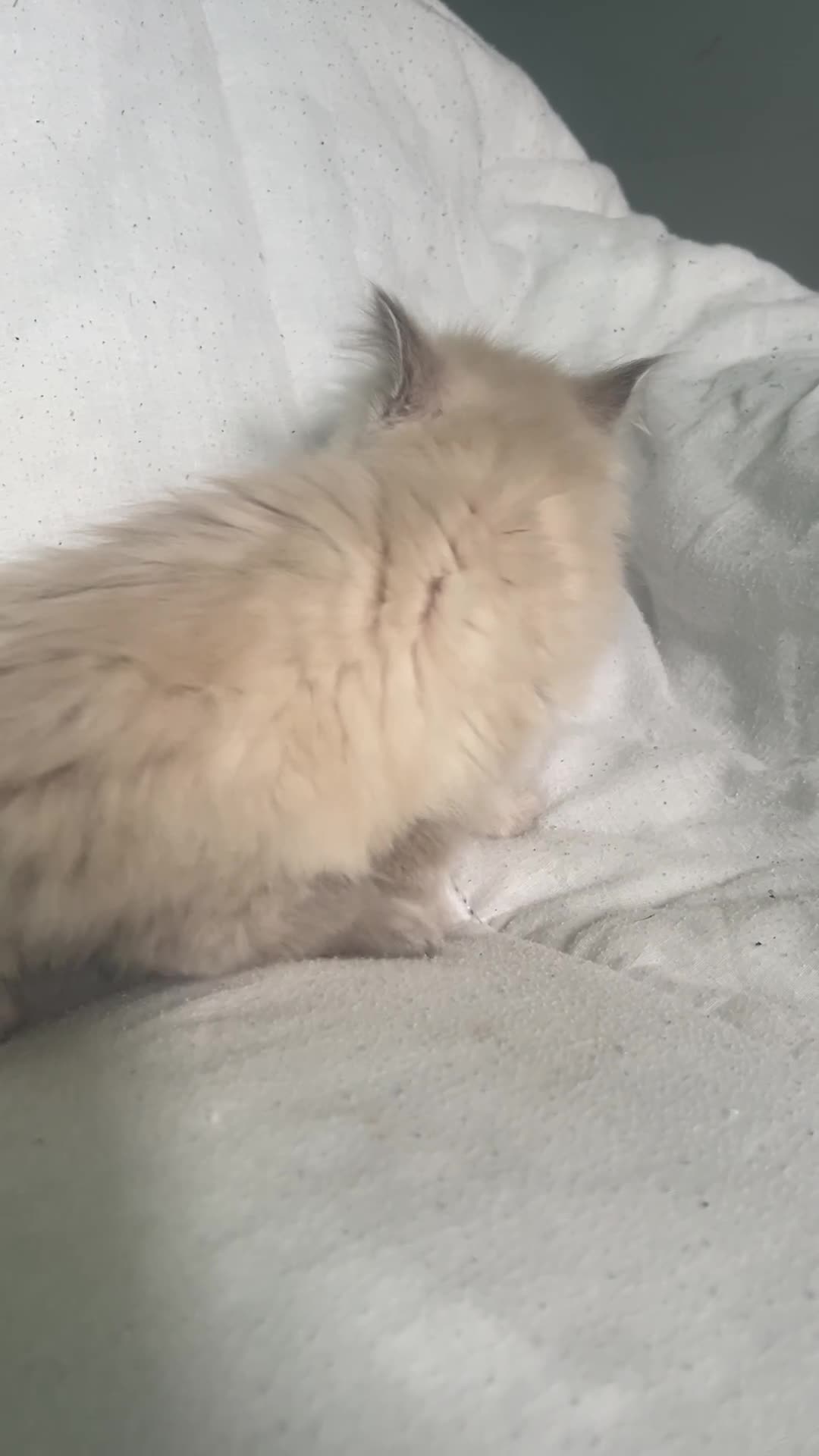 Ragdoll cats for sale: Stunning Ragdoll kittens  - Video 2