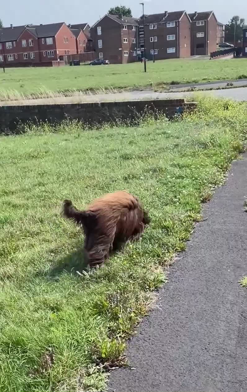 Sprocker dogs for stud: Dexter Sprocker - Video 1