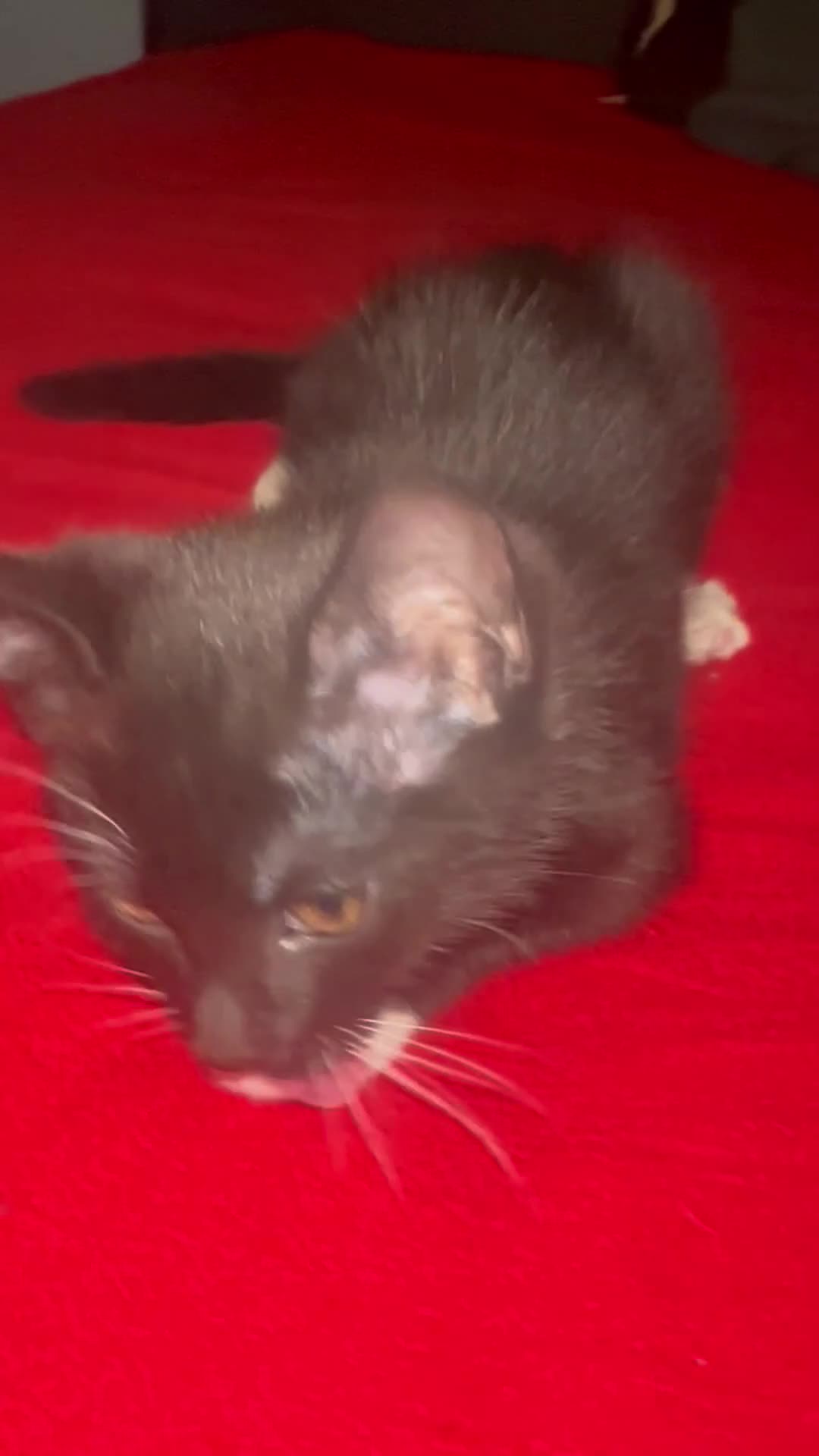 Mixed Breed cats for sale: Black and white kittens! - Video 3