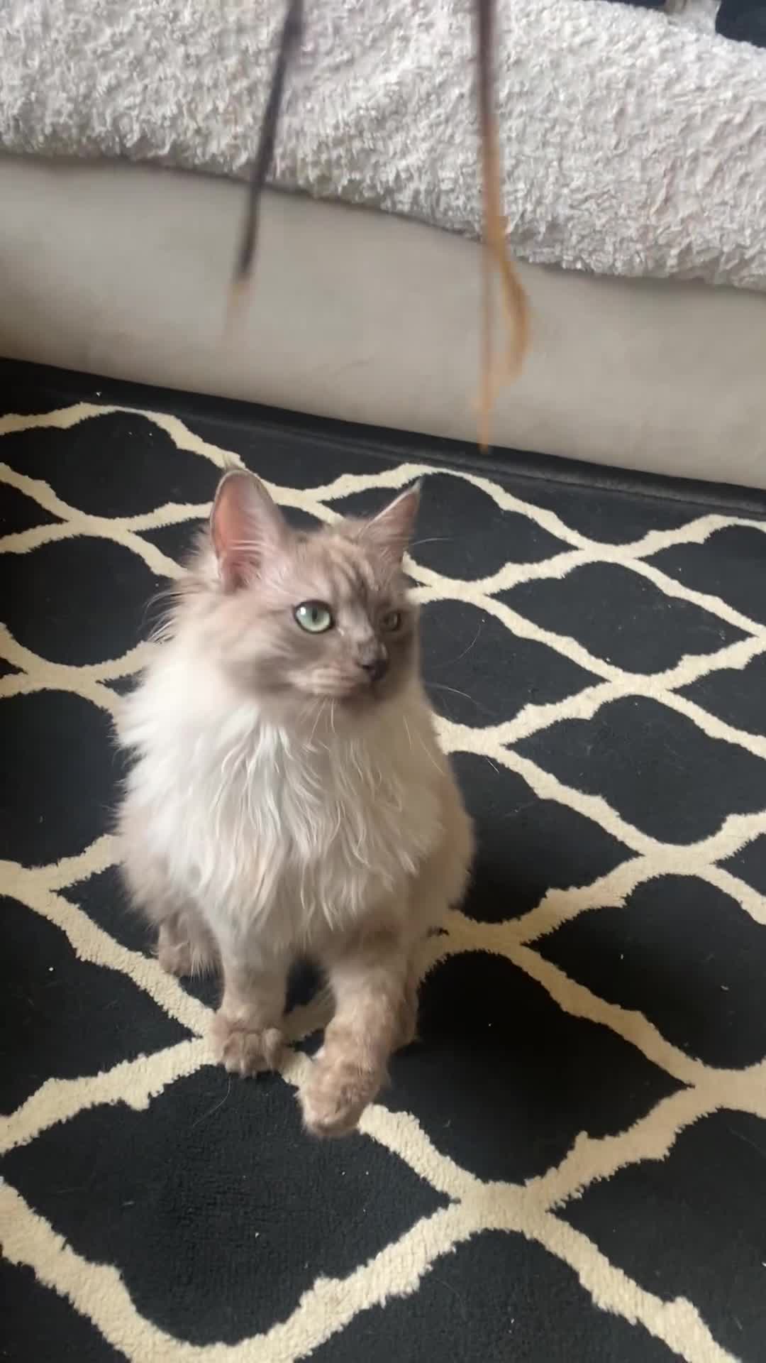 Ragdoll cats for sale: TICA Registered Seal Smoke Sepia Ragdoll - Video 1