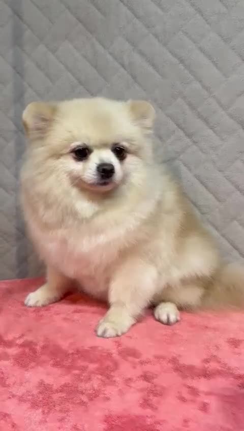 Pomeranian dogs for adoption: Teddy: The Little Heart That Refused to Break - Video 2