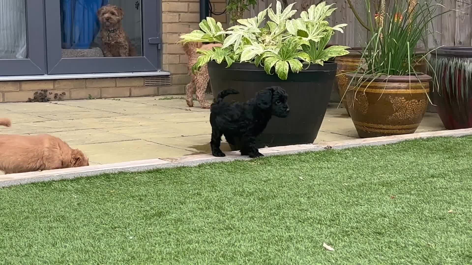 Cavapoo dogs for sale: Little Romeo looking for his Juliet!  - Video 5