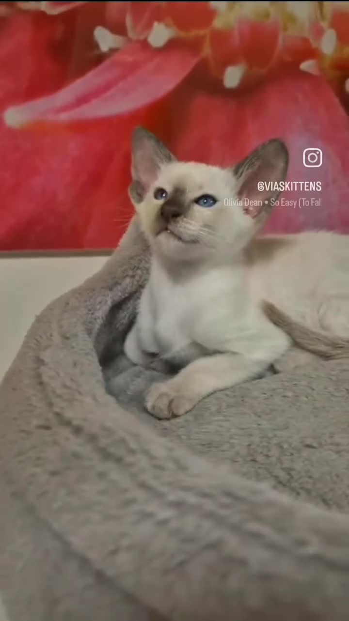 Oriental cats for sale: Oriental and Siamese kittens. - Video 1