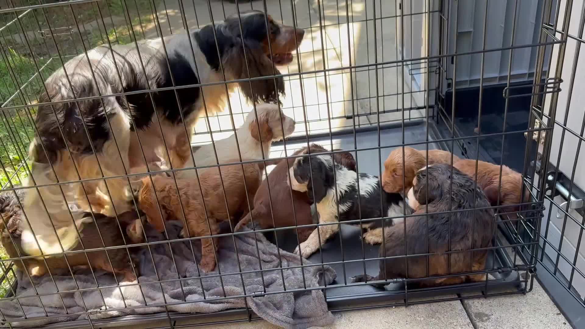 Cocker Spaniel dogs for sale: 9 Gorgeous Cocker Spaniel Puppies For Sale! - Video 1