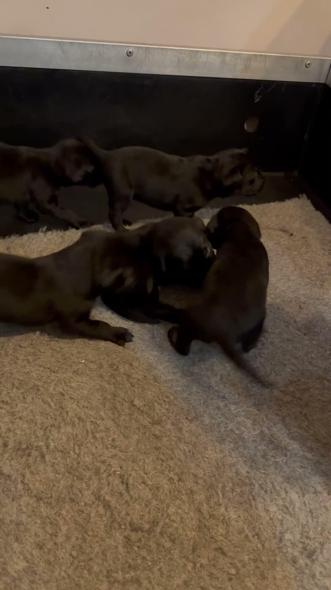 Labrador Retriever dogs for sale: Adorable Labrador Puppies For Sale - Video 1