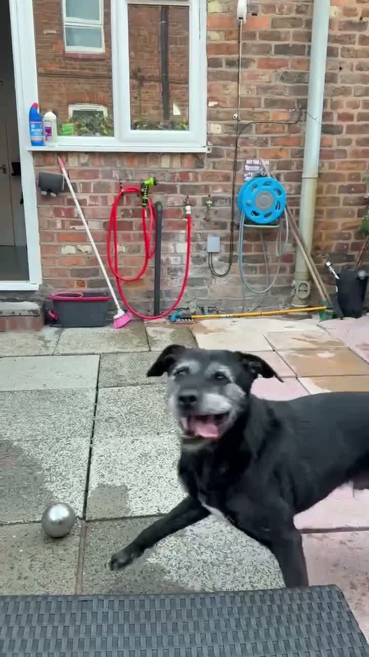 Labrador Retriever dogs for sale: Dobby  in Stockport - Video 2