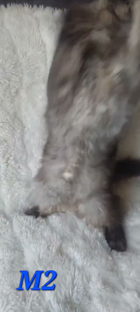 Maine Coon cats for sale: Beautiful large boys Russian Bloodline  - Video 3