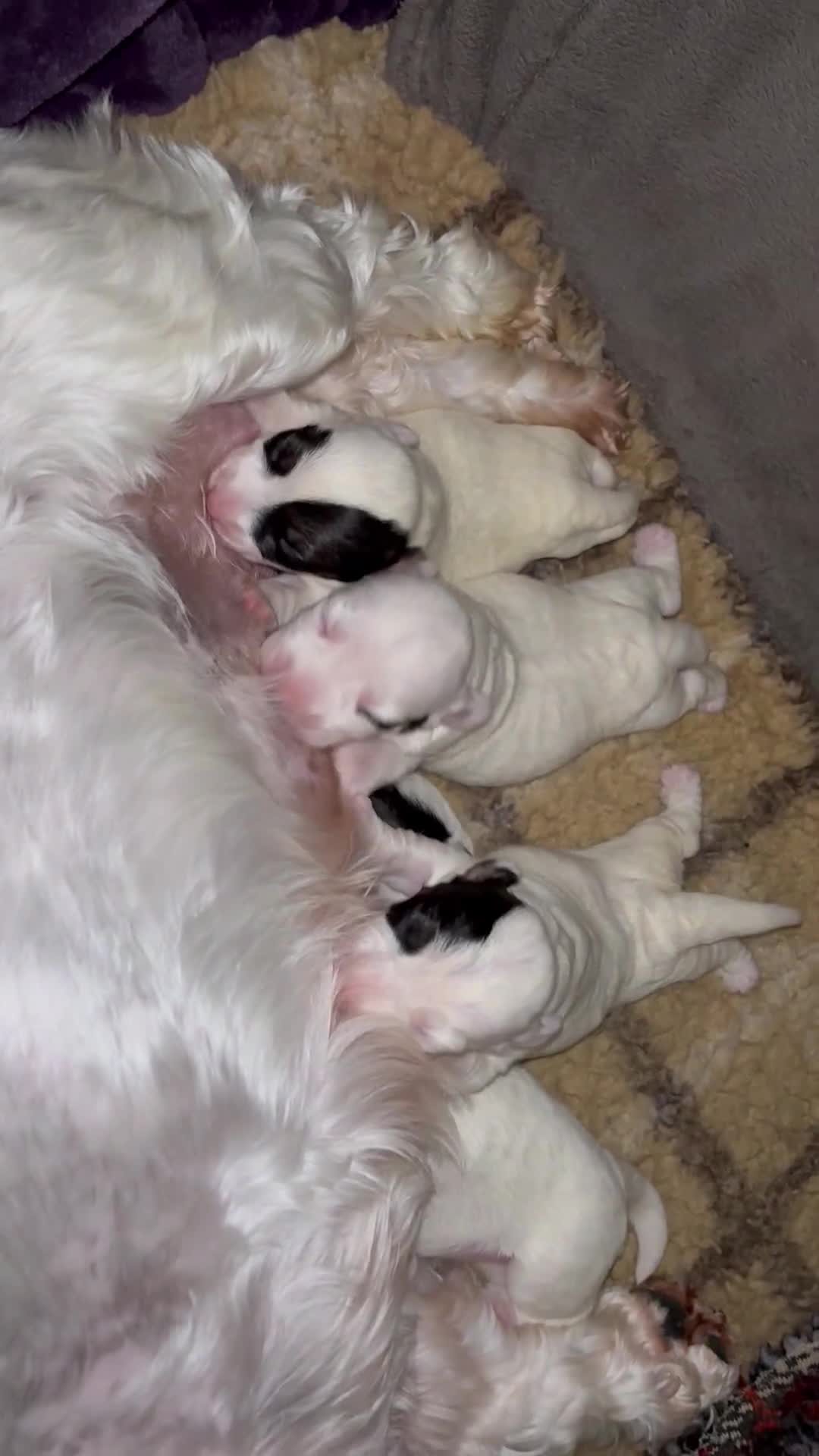 Sealyham Terrier dogs for sale: Stunning Sealyham Terriers  - Video 1