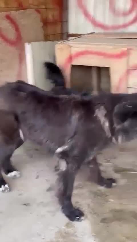 Mixed Breed dogs for adoption: 💝🐾💝🐾INTRODUCING STUNNING YOUNG GEORGIA💝🐾💝🐾 - Video 1