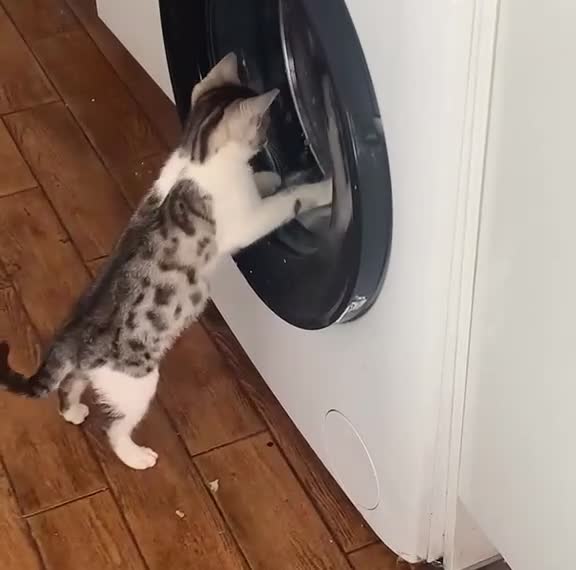 Bengal cats for sale: Silver Bengal mother & two male kittens for sale in Birmingham - Video 2