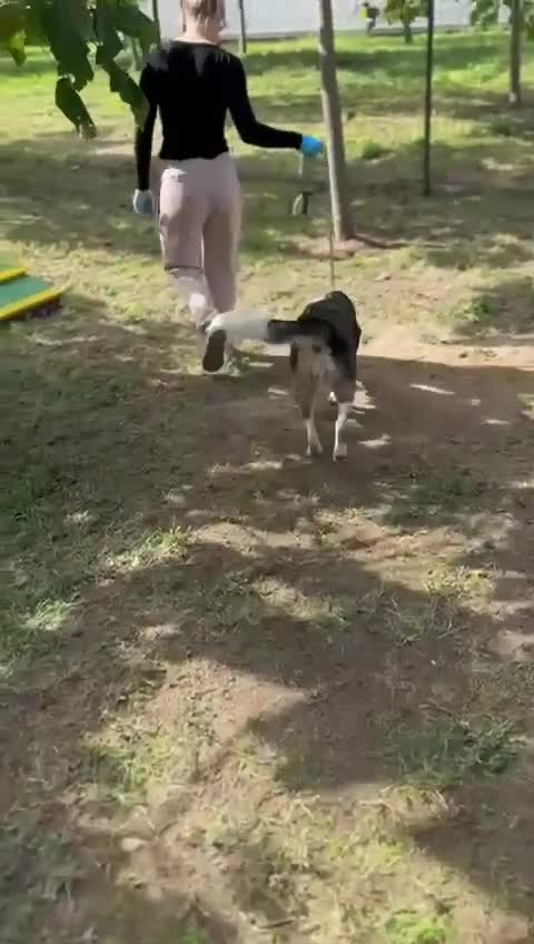 Mixed Breed dogs for adoption: 💛🐾 Flora – wearing her beautiful smile 🐾💛 - Video 1