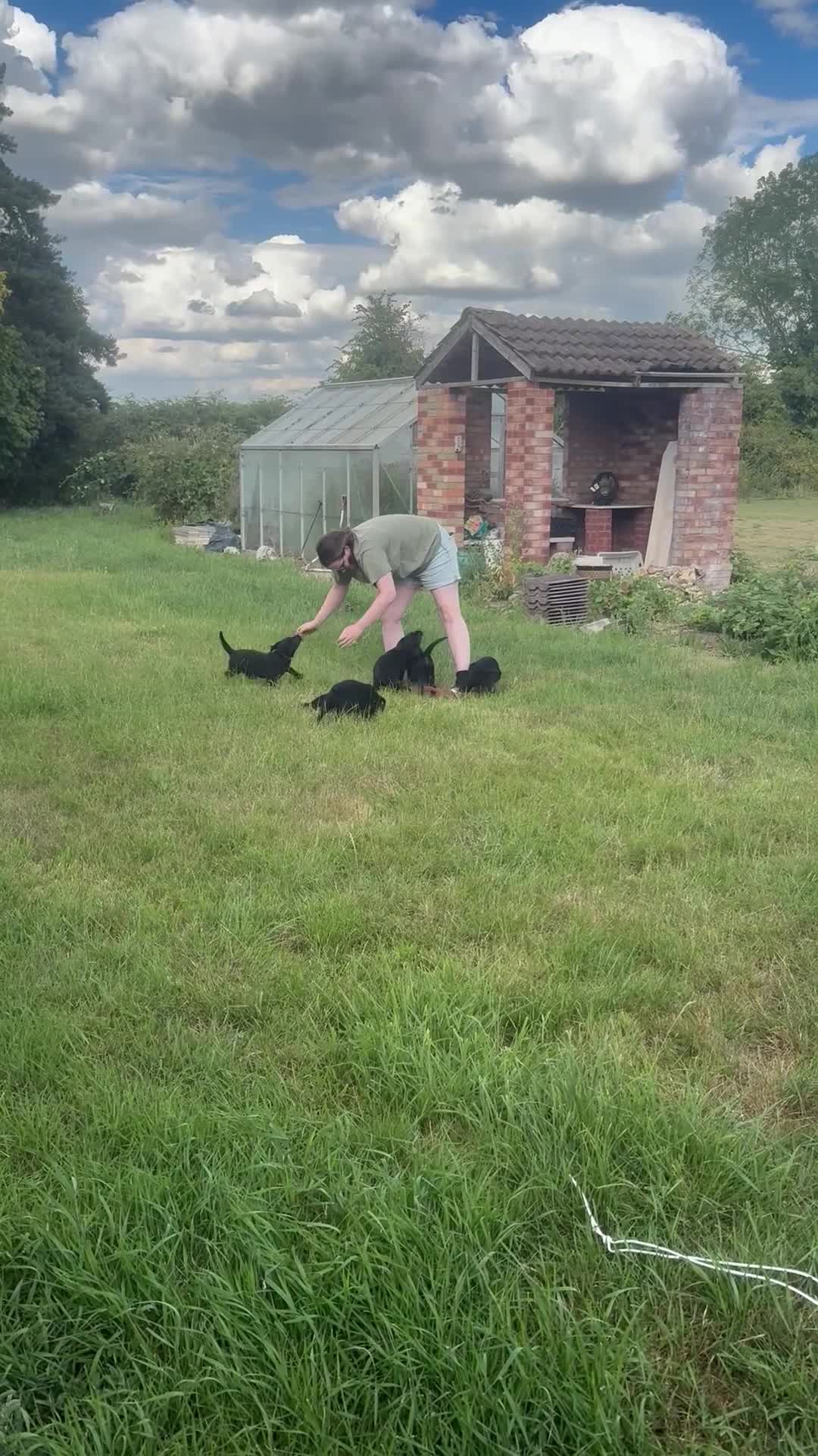 Labrador Retriever dogs for sale: 2 female black labs for sale  - Video 1
