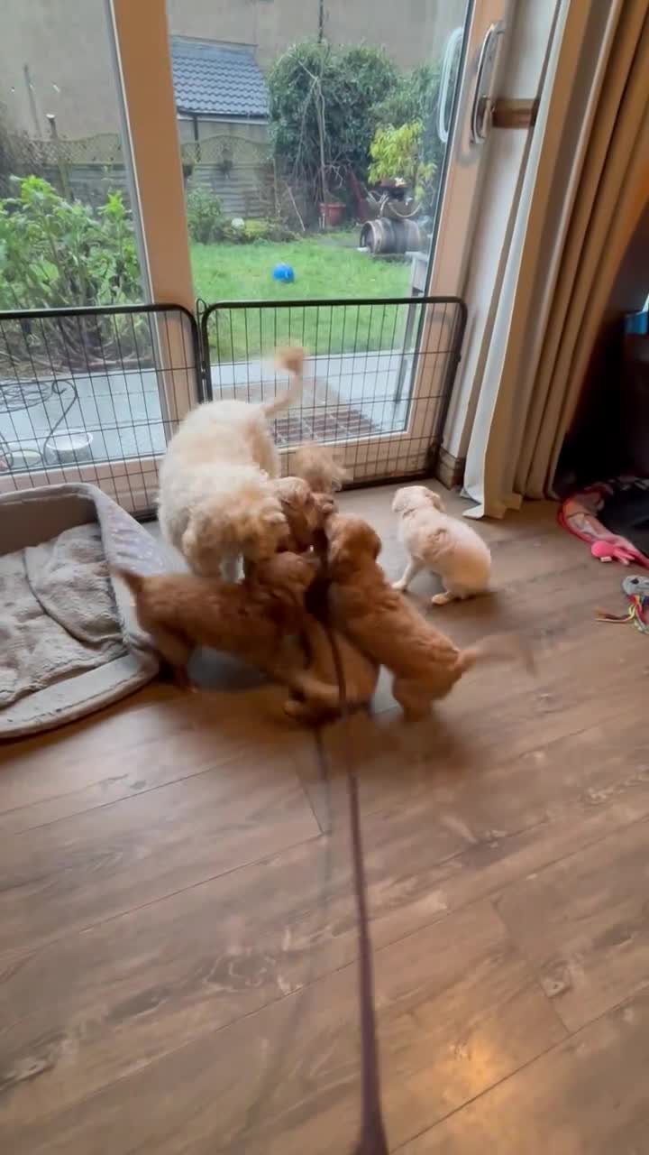 Cavapoo dogs for sale: Beautiful litter of F2 Cavapoo puppies - Video 2