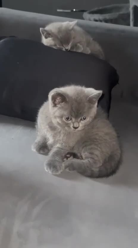 British Shorthair cats for sale: British short hair kittens in Leeds - Video 3