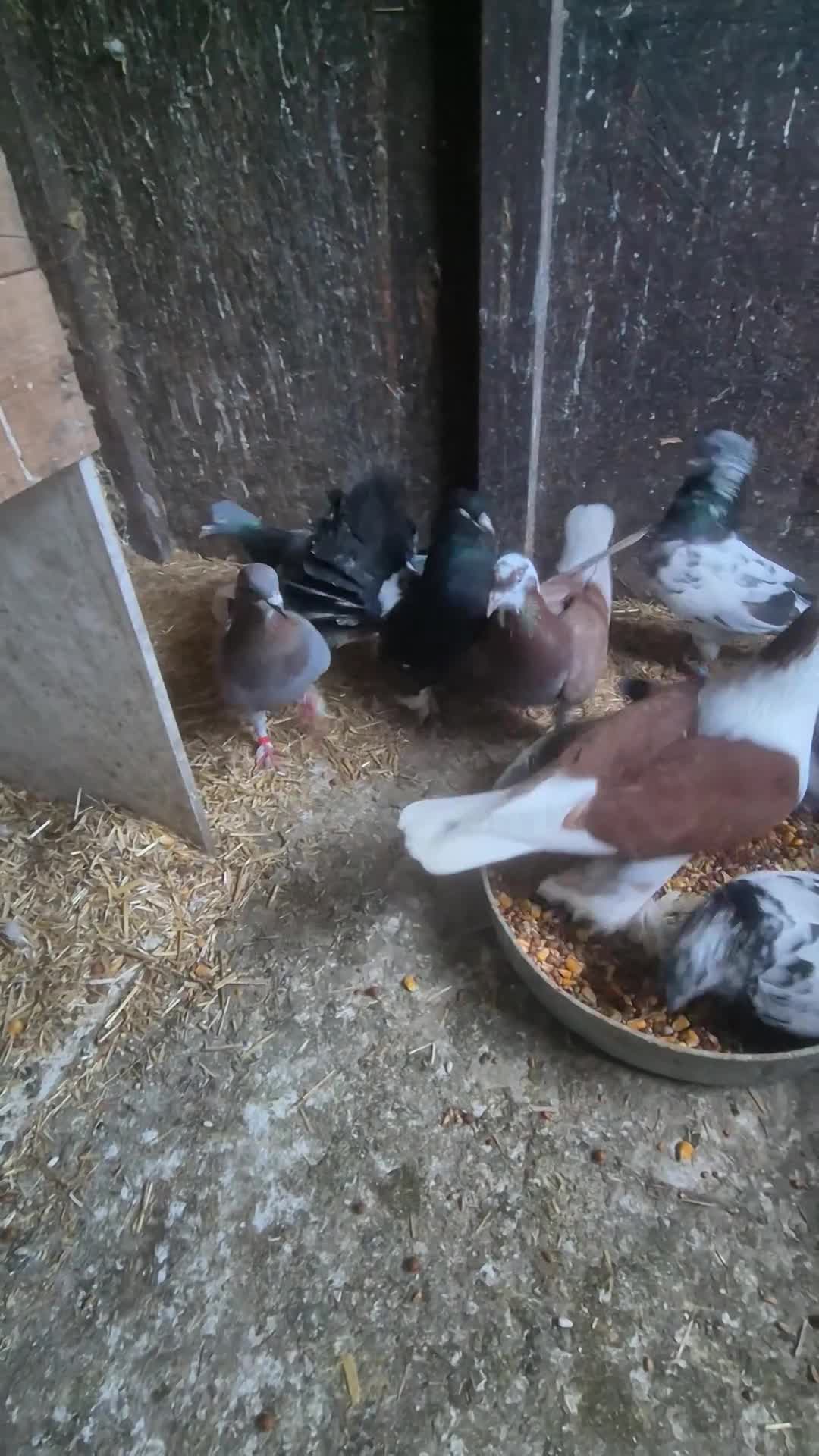 Pigeons birds for sale: Various Pigeons - Video 1