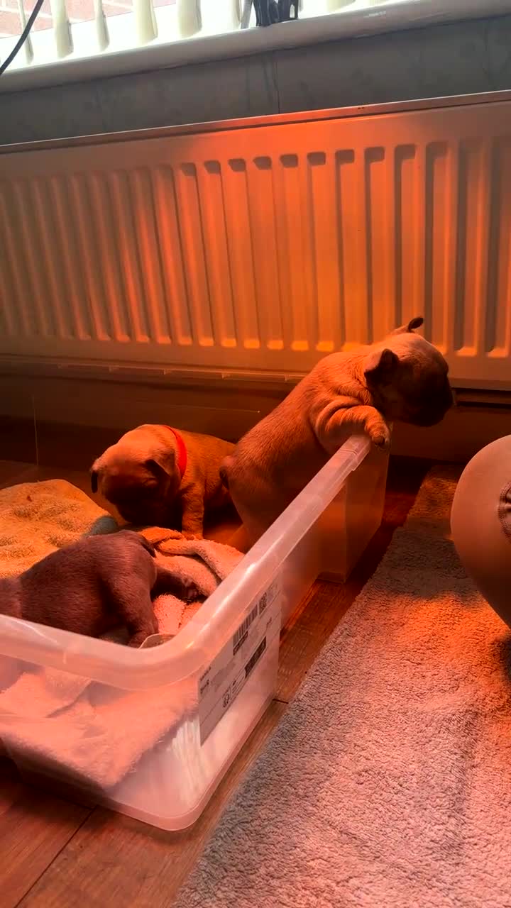 French Bulldog dogs for sale: Beautiful Frenchbulldog puppies 🇫🇷  - Video 1
