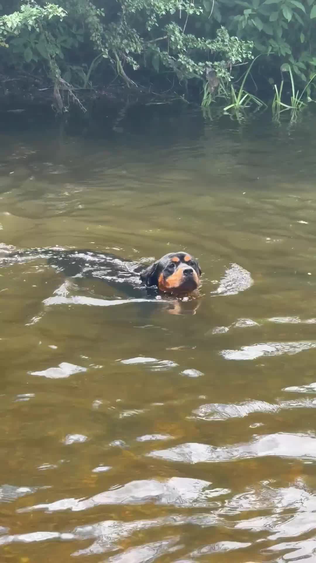 Rottweiler dogs for stud: Bruce the Rottweiler  - Video 2