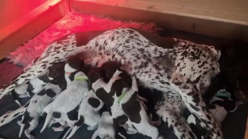 German Shorthaired Pointer dogs for sale: KC Registered German Shorthaired Pointer Puppies - Video 2