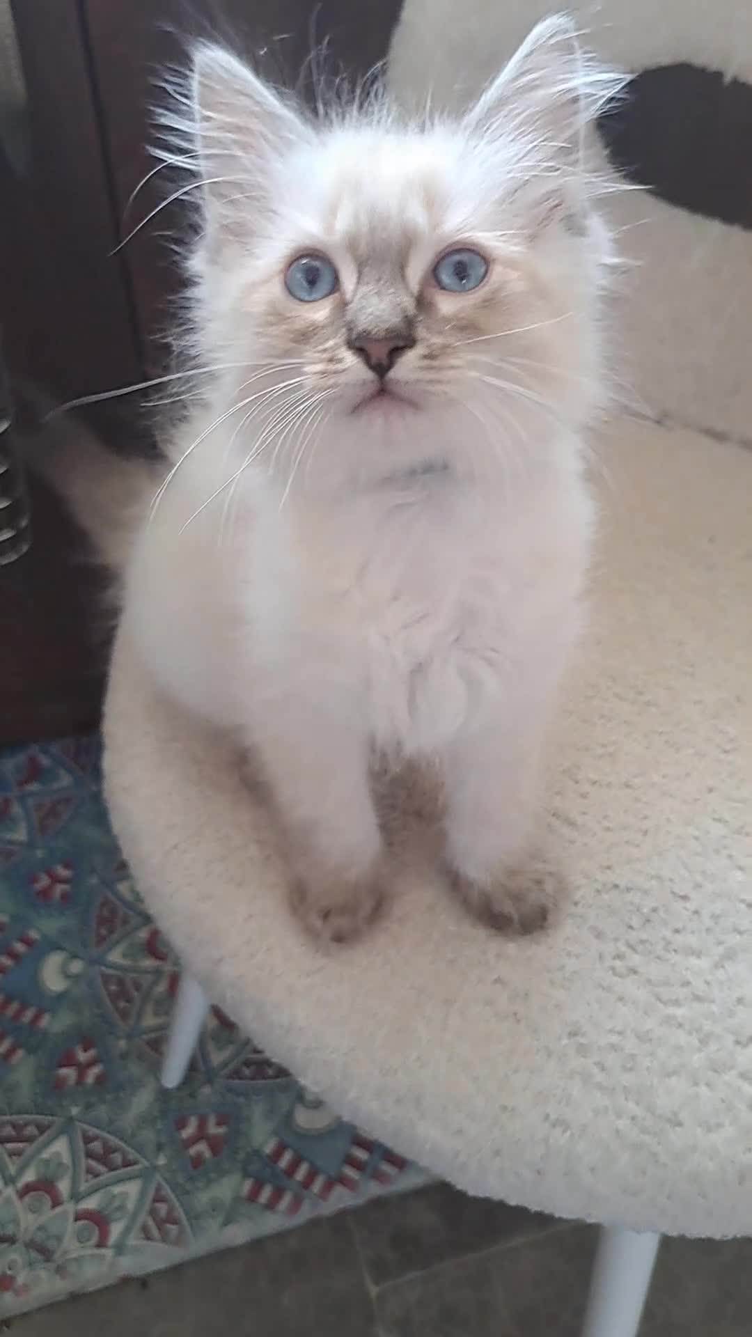 Ragdoll cats for sale: Ready now beautiful kittens 2 left - Video 2