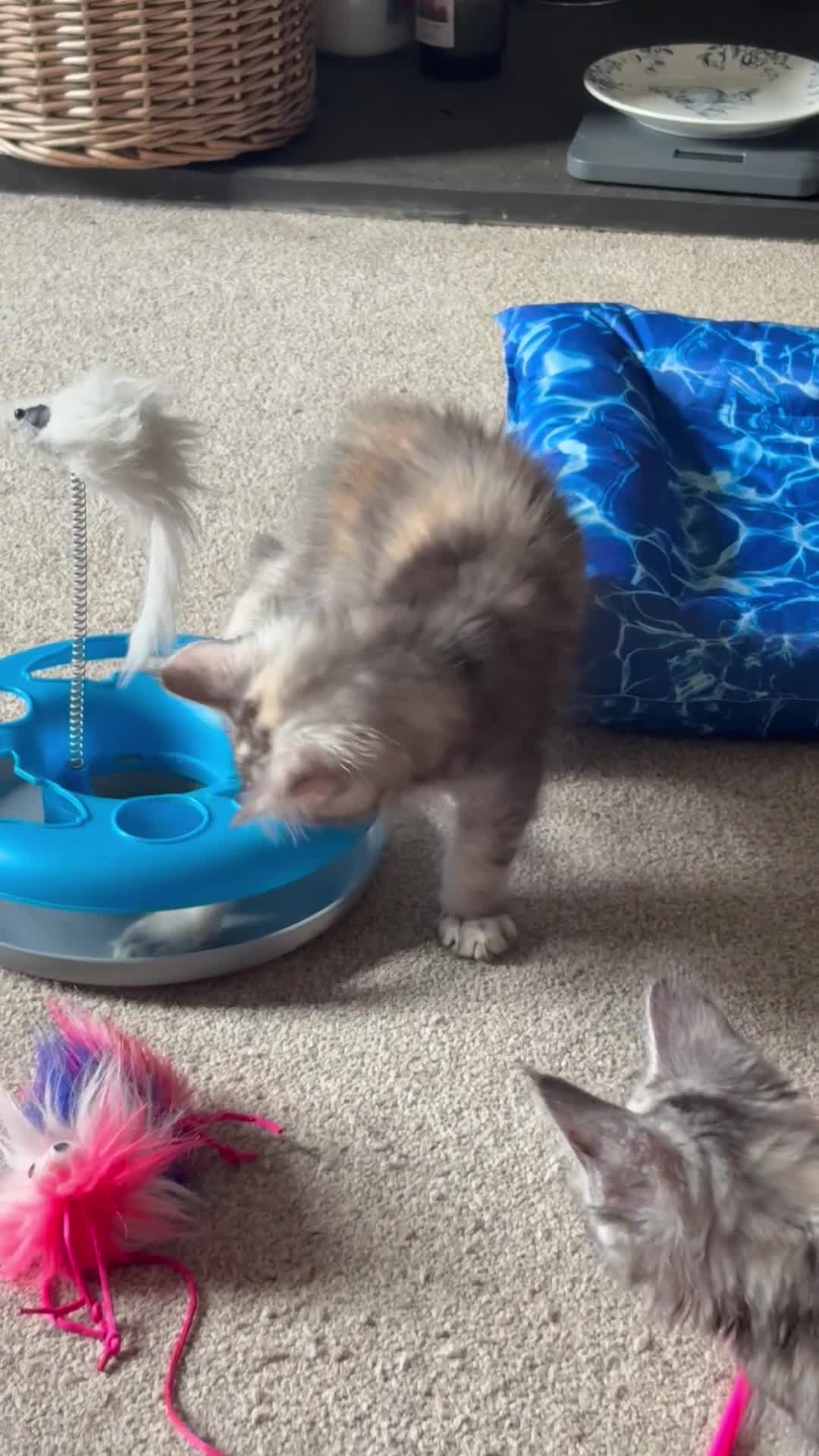 Maine Coon cats for sale: Beautiful Pedigree Maine Coon Kittens  - Video 1