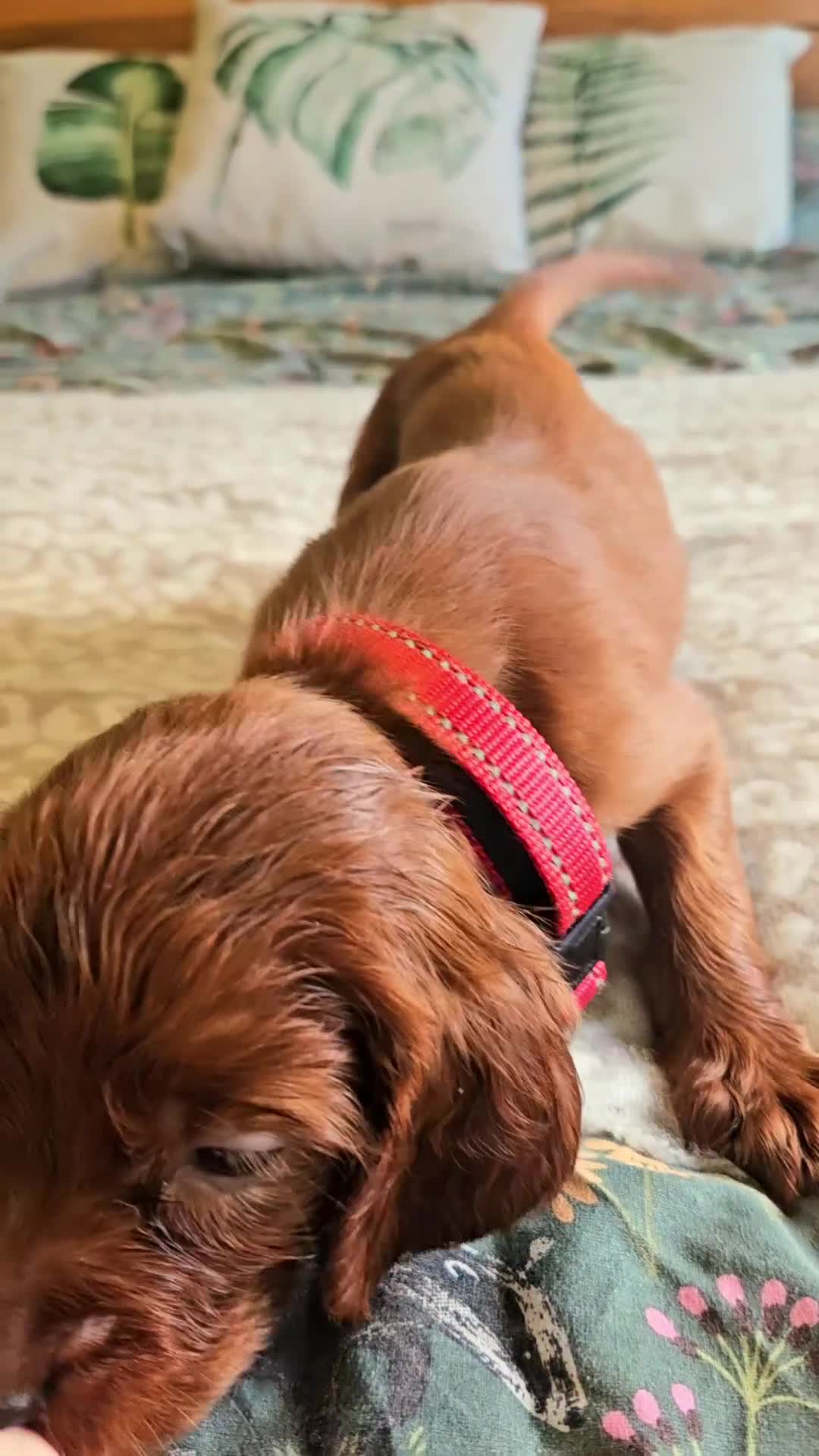 Irish Setter dogs for sale: Beautiful KC-Reg Irish Setter Girl – Ready Now - Video 2