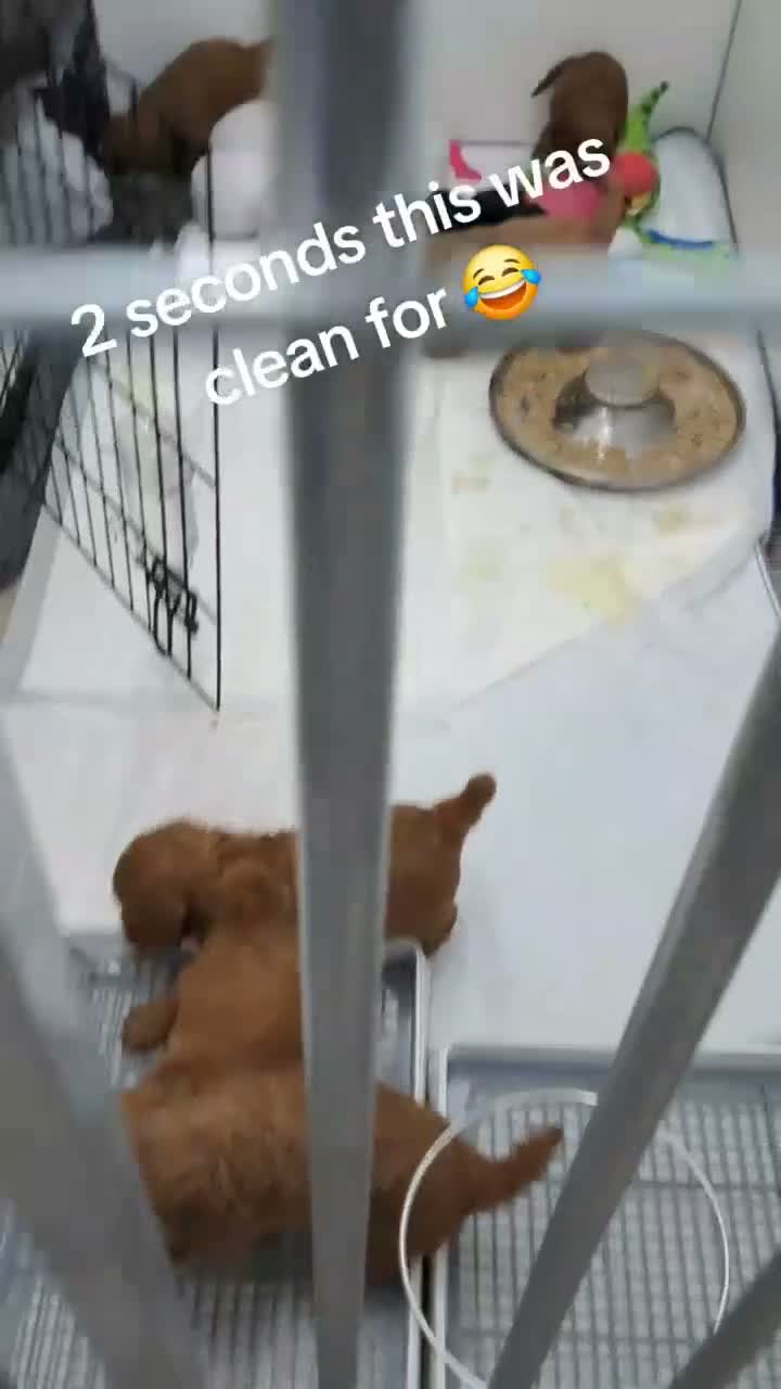 Cockapoo dogs for sale: Cockerpoos - Video 1